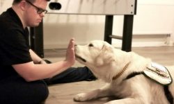 Auch die Körpersprache wird geschult - der Hund braucht klare Signale.