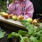 Die „Kinder-Gärten“ in Bergedorf-West: Apfelernte im August Die "Kinder-Gärten" in Bergedorf-West: Apfelernte im August