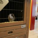 Nicht das "einzige" Haustier in den AWGs: Zum Beispiel in der AWG Timms Hege leben Meerschweinchen und Fische mit