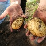 Die „Kinder-Gärten“ in Bergedorf-West: Kartoffelernte im August Die "Kinder-Gärten" in Bergedorf-West: Kartoffelernte im August