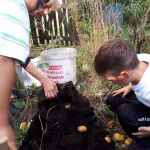 Kartoffelernte im August. Koch-Kids Semich und Melich freuen sich schon auf Pellkartoffeln mit Sourcreme!