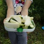 Die „Kinder-Gärten“ in Bergedorf-West: Leckere Ernte Die "Kinder-Gärten" in Bergedorf-West: Leckere Ernte