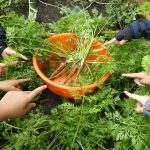 Die „Kinder-Gärten“ in Bergedorf-West: Möhrenernte im August Die "Kinder-Gärten" in Bergedorf-West: Möhrenernte im August