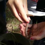 Die „Kinder-Gärten“ in Bergedorf-West: Bergedorfer Regenwurm Die "Kinder-Gärten" in Bergedorf-West: Bergedorfer Regenwurm