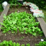 die Kinder-Gärten in Bergedorf-West – erste kleine Ernte für die Kinderkochgruppe die Kinder-Gärten in Bergedorf-West - erste kleine Ernte für die Kinderkochgruppe